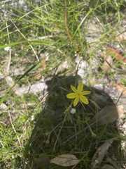 Tricoryne elatior