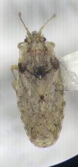 Parapiesma cinereum