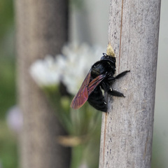 Xylocopa