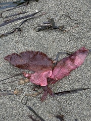 Chondracanthus exasperatus