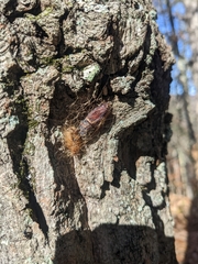 Lymantria dispar