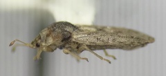 Parapiesma cinereum