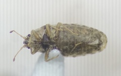 Parapiesma cinereum