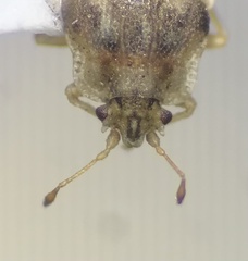 Parapiesma cinereum
