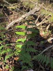 Dryopteris × boottii