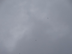 Leucophaeus pipixcan