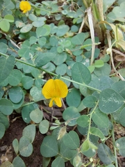 Crotalaria filipes