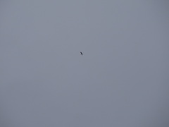 Leucophaeus pipixcan