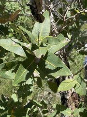 Angophora hispida