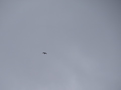 Leucophaeus pipixcan