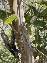 Angophora hispida