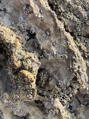 Balanomorpha