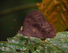 Pseudodebis valentina