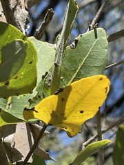 Angophora hispida