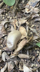 Myriostoma coliforme