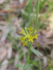 Pimelea curviflora