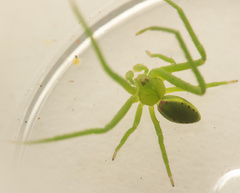 Sidymella rubrosignata