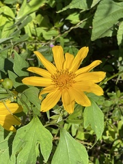 Tithonia diversifolia