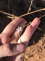 Stephanomeria exigua