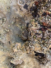 Balanomorpha
