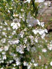 Prostanthera nivea