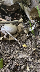 Myriostoma coliforme