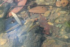 Xiphophorus hellerii