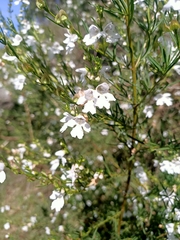 Prostanthera nivea