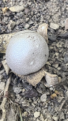 Myriostoma coliforme