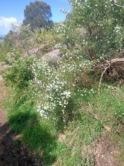Prostanthera nivea