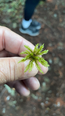 Climacium dendroides