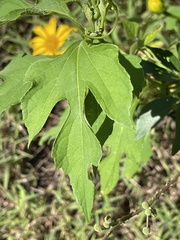 Tithonia diversifolia