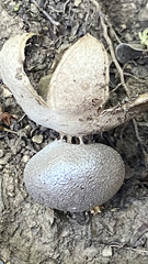 Myriostoma coliforme