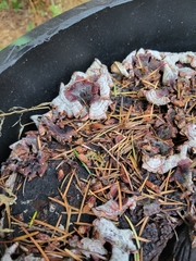 Stereum sanguinolentum