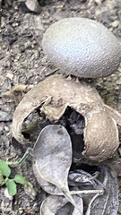 Myriostoma coliforme