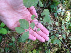 Symphoricarpos albus albus