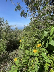 Tithonia diversifolia
