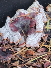 Stereum sanguinolentum