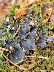 Peltigera horizontalis