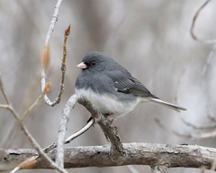 Junco hyemalis