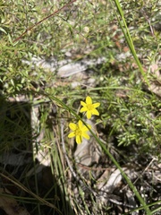 Tricoryne elatior