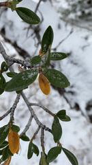 Cercocarpus ledifolius