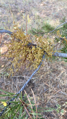 Arceuthobium campylopodum