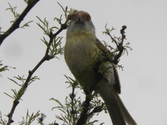 Cyclarhis gujanensis