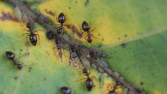 Prenolepis nitens