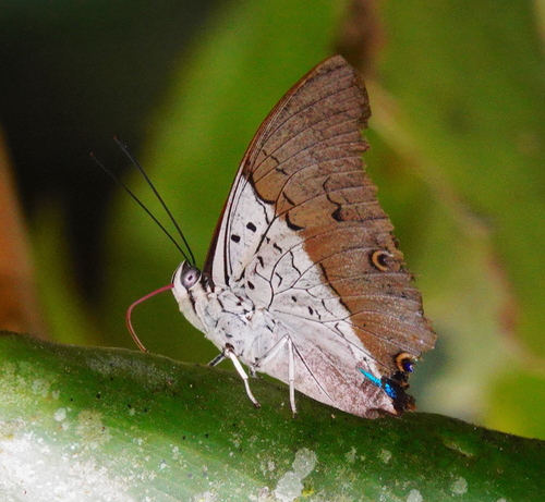 Dexamenus Prepona