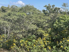 Tithonia diversifolia