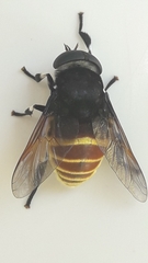 Stibasoma flaviventre