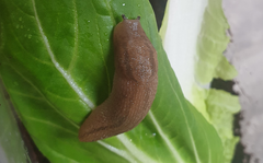 Ambigolimax valentianus
