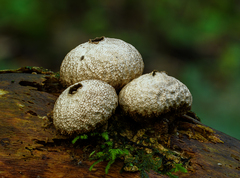 Lycoperdon compactum